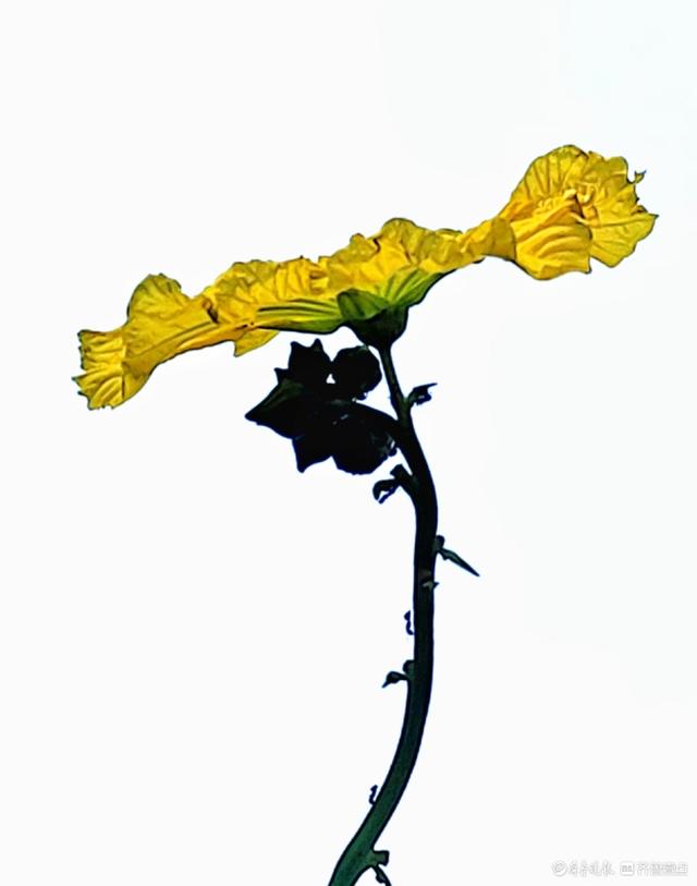 迎着朝阳露笑脸，丝瓜花儿金灿灿