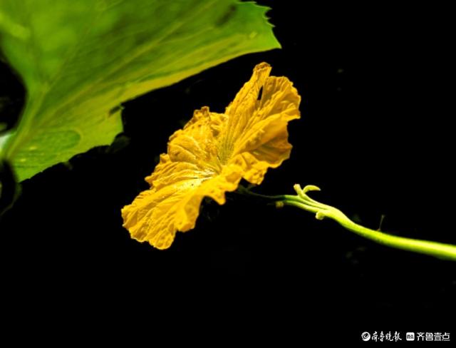 迎着朝阳露笑脸，丝瓜花儿金灿灿