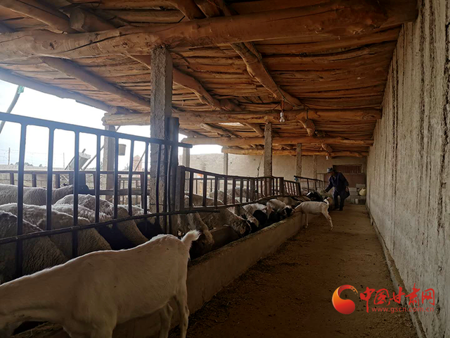 瓜州王安杰：脱贫致富有“良方”