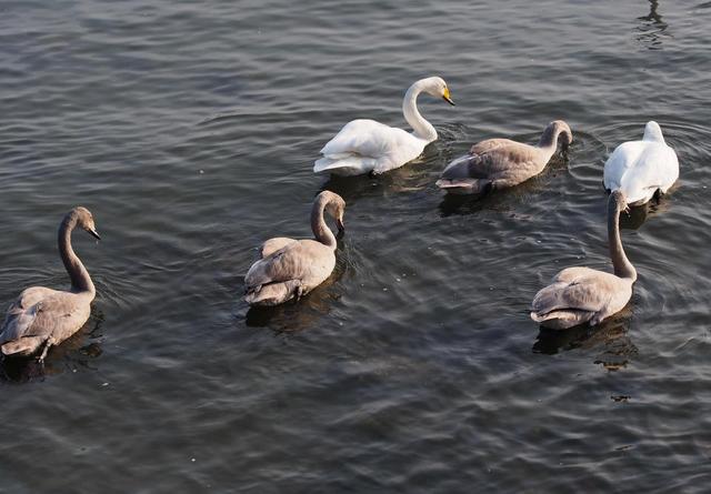 大天鹅赶赴荣成烟墩角越冬，天鹅家族里居然还有很多“丑小鸭”