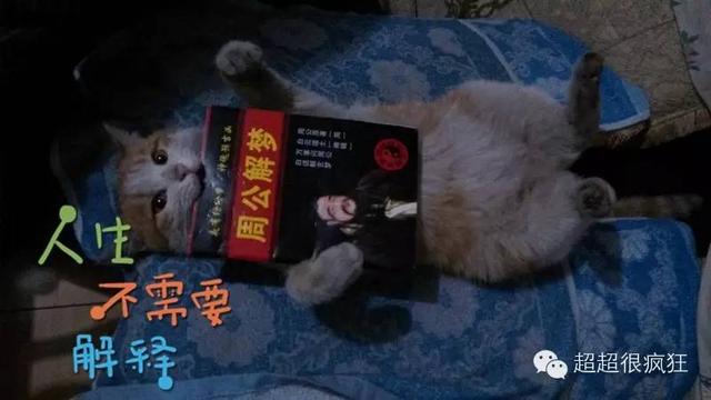 大咪咪！逆天了！逆天了