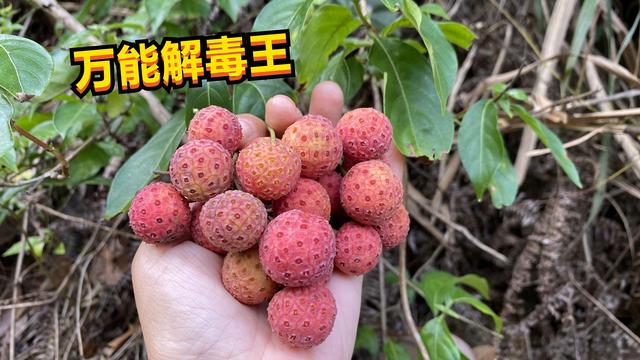 原来它就是大名鼎鼎的万能解毒王，很多人不认识，我也是才知道