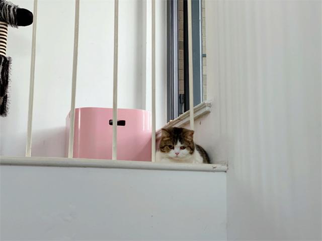 猫咪躲在楼道暗中观察,炯炯有神的双眼,仿佛摄像头