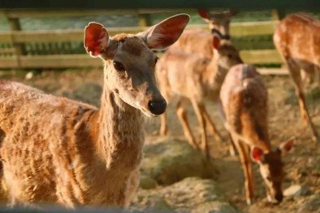 复旦校园惊现一级保护动物,原来学校才是“疯狂动物城”