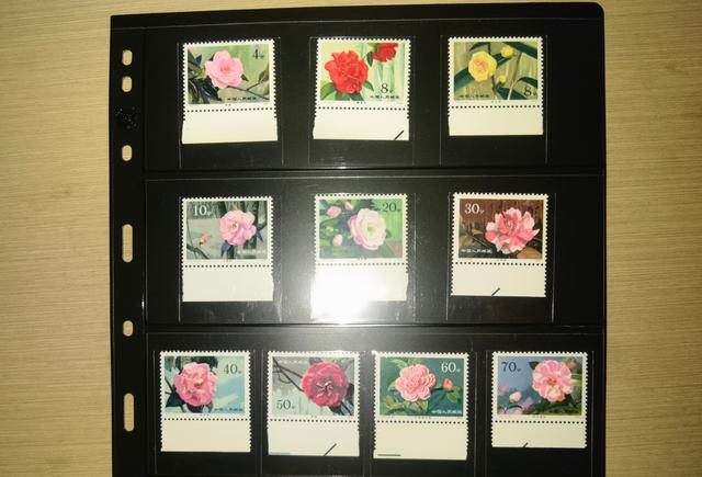 集邮记：白玫瑰读不懂山茶花