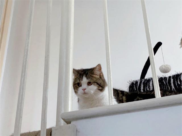 猫咪躲在楼道暗中观察,炯炯有神的双眼,仿佛摄像头