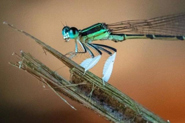 复旦校园惊现一级保护动物,原来学校才是“疯狂动物城”