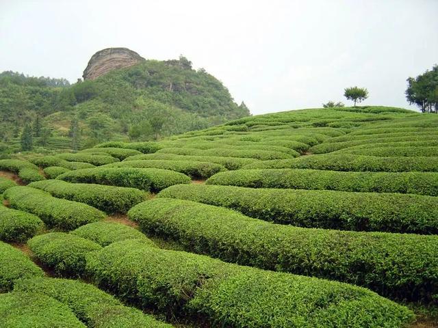 武夷菜茶之我说