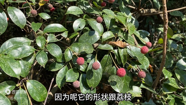 原来它就是大名鼎鼎的万能解毒王，很多人不认识，我也是才知道