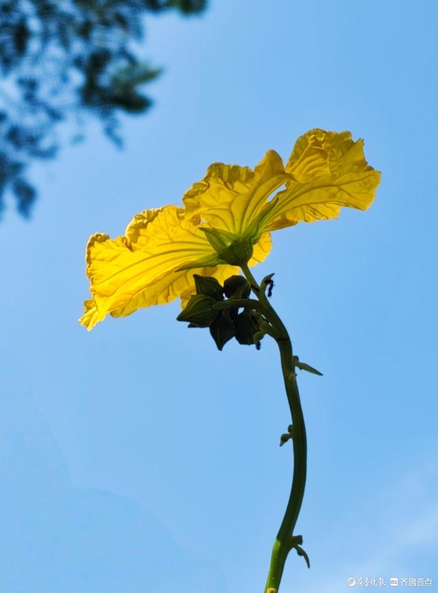 迎着朝阳露笑脸，丝瓜花儿金灿灿