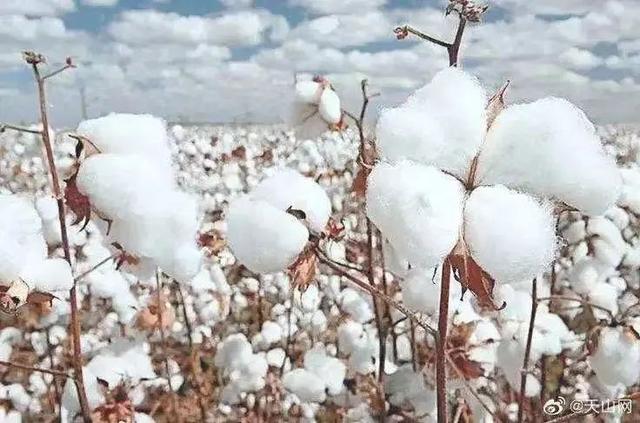 上服集团的“团服T恤”将亮相国际盛会！文末有惊喜→