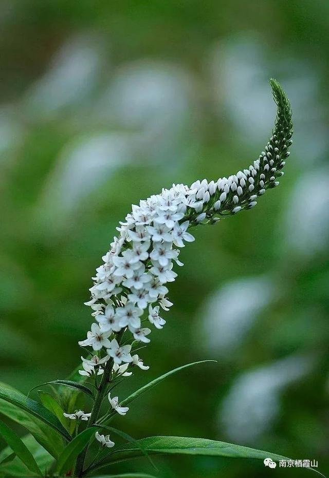 「栖霞山·植物百科」珍珠菜：随风轻点，皆是情怀