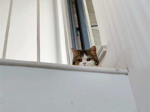 猫咪躲在楼道暗中观察,炯炯有神的双眼,仿佛摄像头