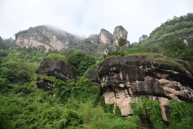 武夷菜茶之我说