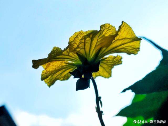 迎着朝阳露笑脸，丝瓜花儿金灿灿