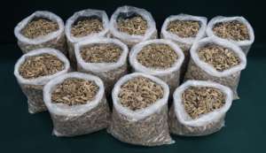 香港海马(香港海关侦破受管制干海马案件 涉案金额百万港元)