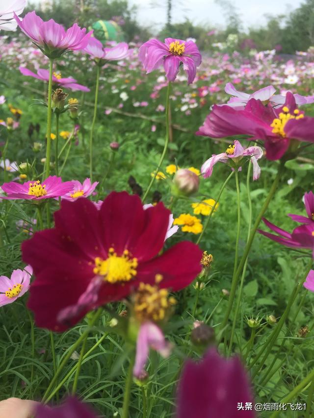 一人一花一世界