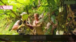 野外求生夫妻档(荒野求生-夫妻档 一男一女被困火山岛，用竹子搭建庇护所)