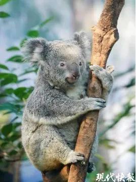 官方确认：已死亡，死因公布！2个孩子也因此离世...