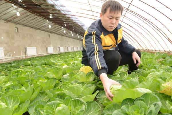 他们在沙漠里实现了“果蔬自由”