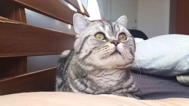 战斗民族有多爱猫咪？只要一猫在手，平时大街上面无表情的俄罗斯人全都展现出了第二人格