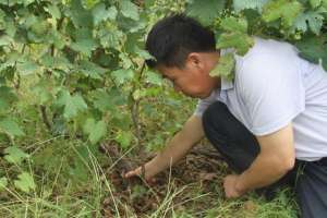 仙月(用良心酿造 高崖仙月的酿酒哲学)