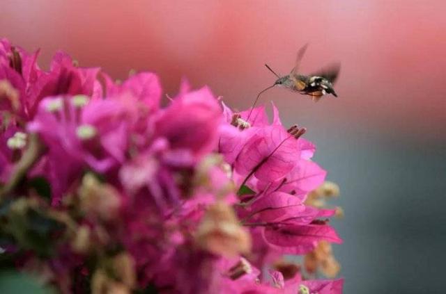复旦校园惊现一级保护动物,原来学校才是“疯狂动物城”