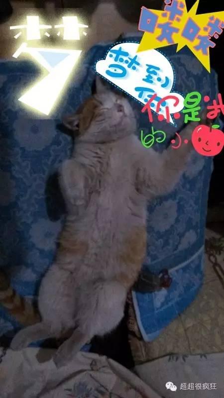 大咪咪！逆天了！逆天了