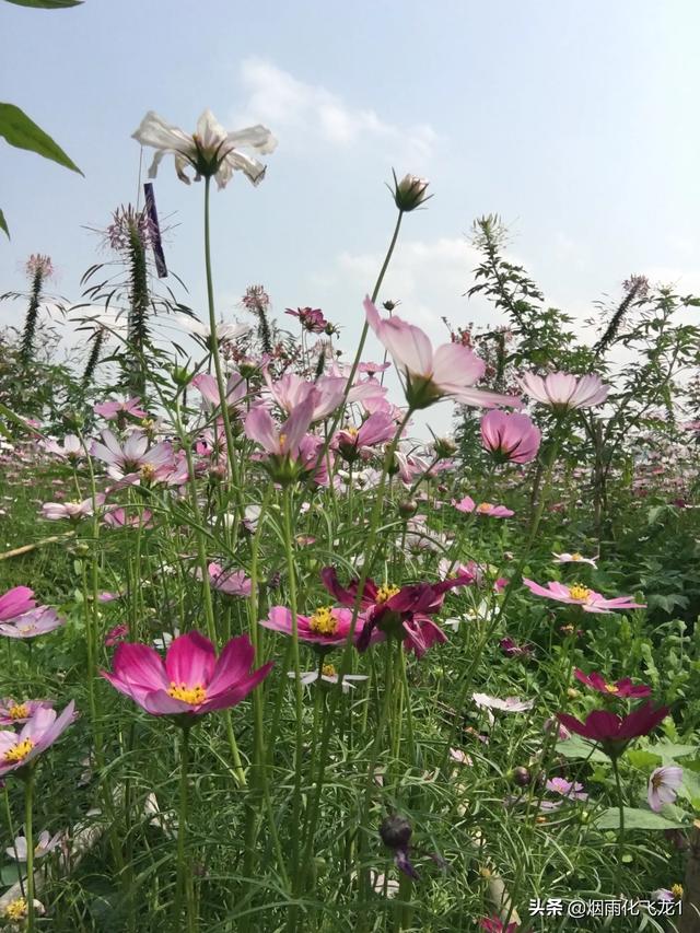 一人一花一世界