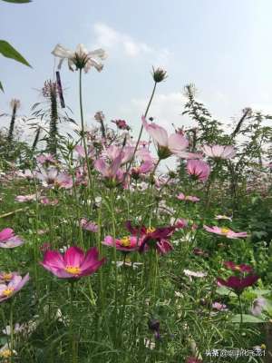 一人一花(一人一花一世界)