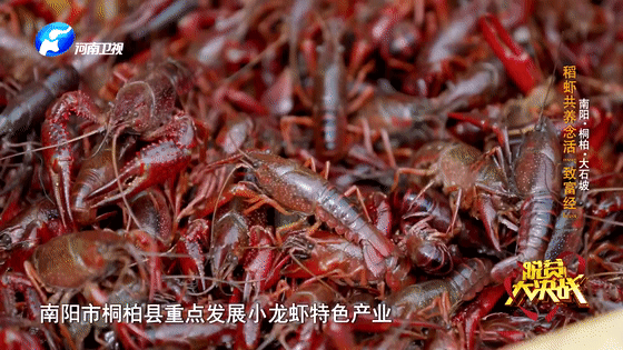 “豆腐西施杨七巧”穿皮裤捉虾，大石坡村上演虾王争霸