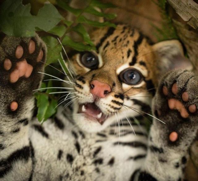 20张精彩照片：丹麦漂亮的超胖女模特，可泡澡的五星级球场观众席