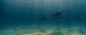 微视频｜海洋之声