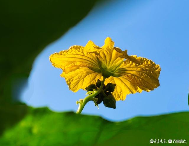 迎着朝阳露笑脸，丝瓜花儿金灿灿