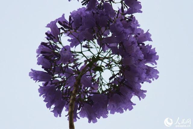 美！厦门街头披上“浪漫紫纱”