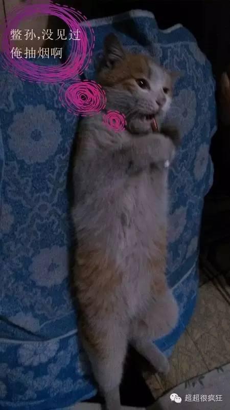 大咪咪！逆天了！逆天了