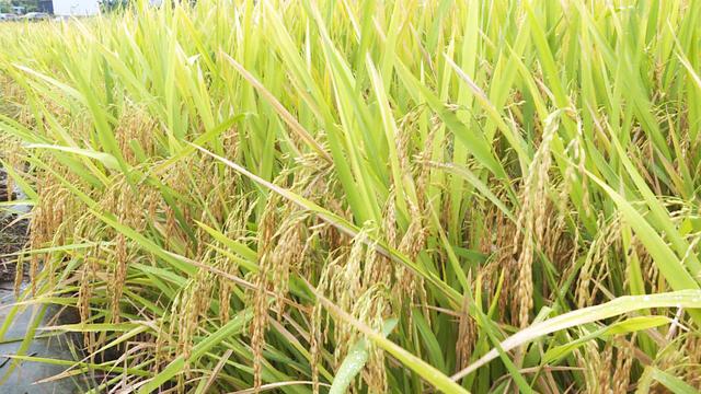 绵阳梓潼：川种优3607超级稻平均亩产833公斤 高出普通水稻283公斤