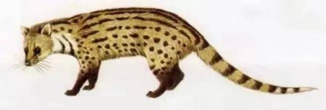 复旦校园惊现一级保护动物,原来学校才是“疯狂动物城”