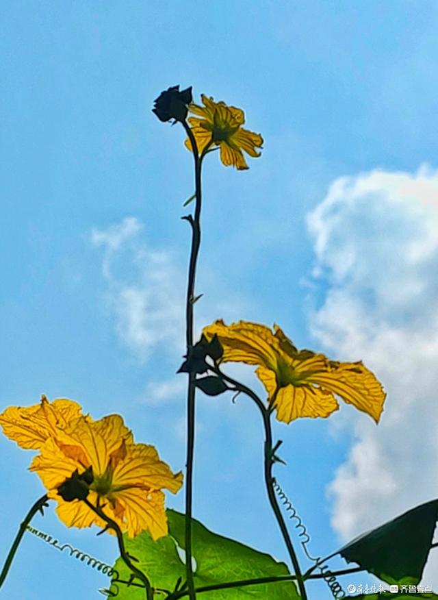 迎着朝阳露笑脸，丝瓜花儿金灿灿