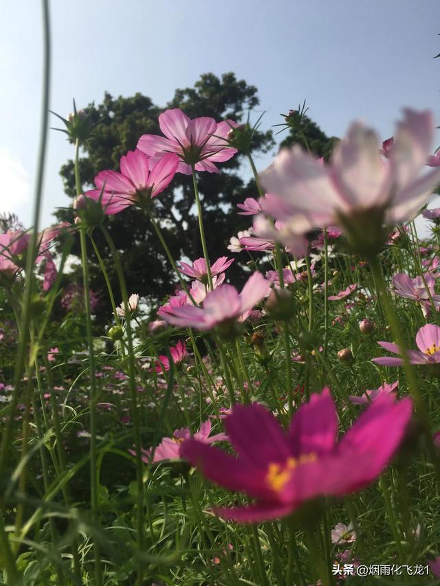 一人一花一世界