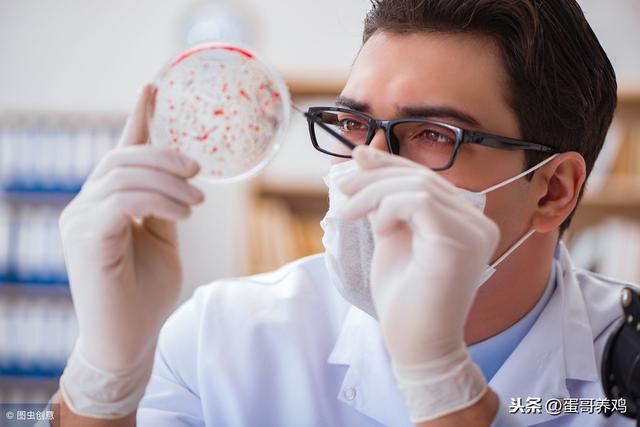 养鸡如何使用青霉素充分发挥药效？按照这6种搭配方式，抗菌增效