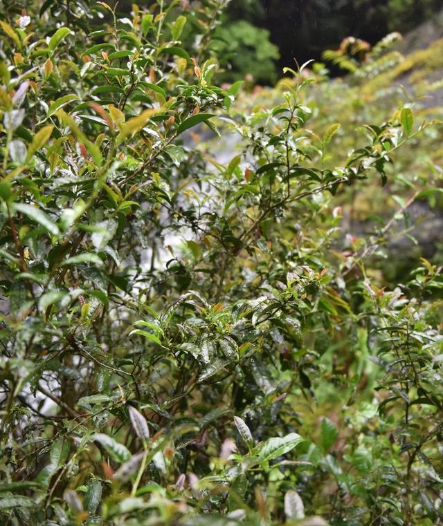 武夷菜茶之我说