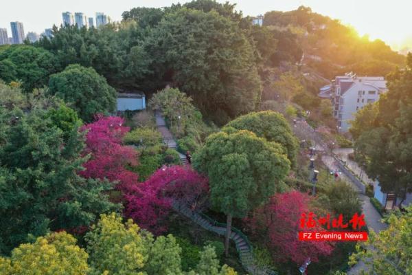 太美了！福州这里“繁花”盛开