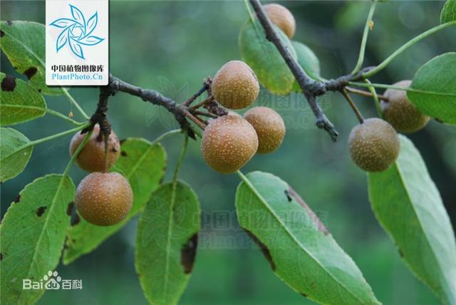 苹果梨是苹果还是梨？浙大教授的回答让大家惊呆了