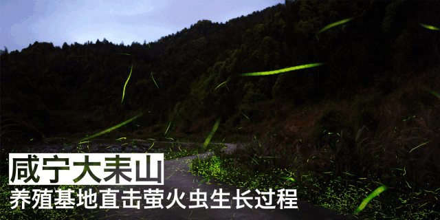 暑期“萤之光”科考营,大学教授带你赏漫天萤火,观浩瀚星空