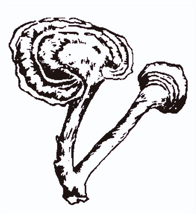 中国女性名字中，常见的“芝”“兰”“萍”到底有何意义？