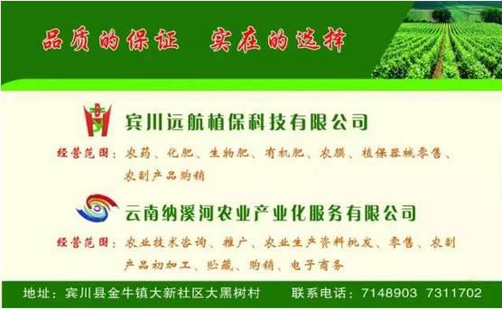 「今日宾川」赶会啦！瞧瞧今年牛井交流会到底咋个赶？