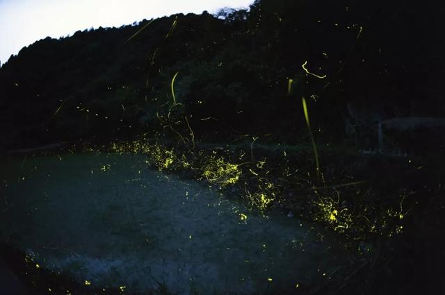 暑期“萤之光”科考营,大学教授带你赏漫天萤火,观浩瀚星空