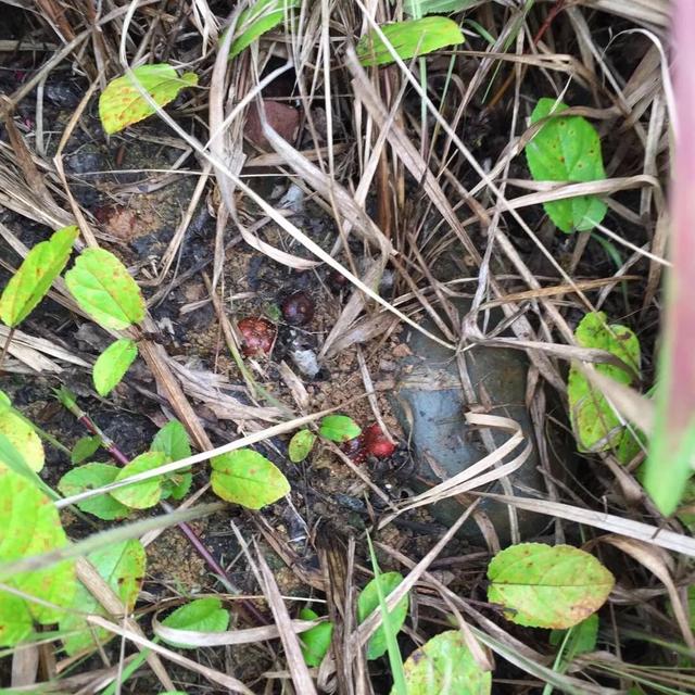 好吃又好看，但愣是叫不出名字的“水果们”