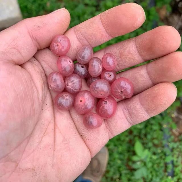 好吃又好看，但愣是叫不出名字的“水果们”